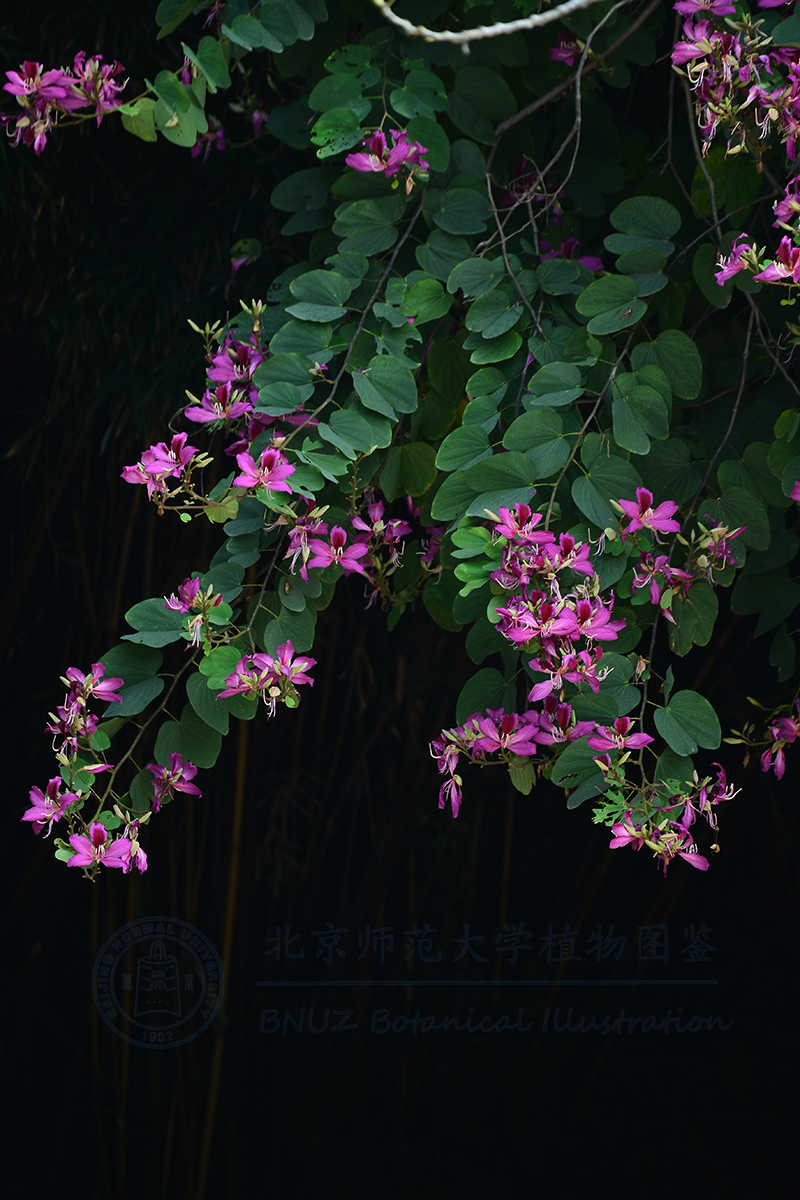DSC_2444.jpg
