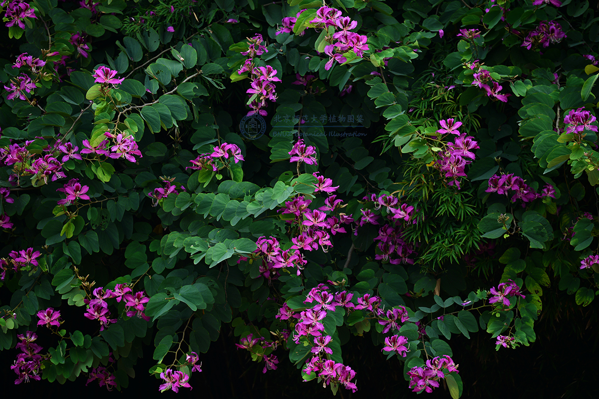 红花羊蹄甲.jpg